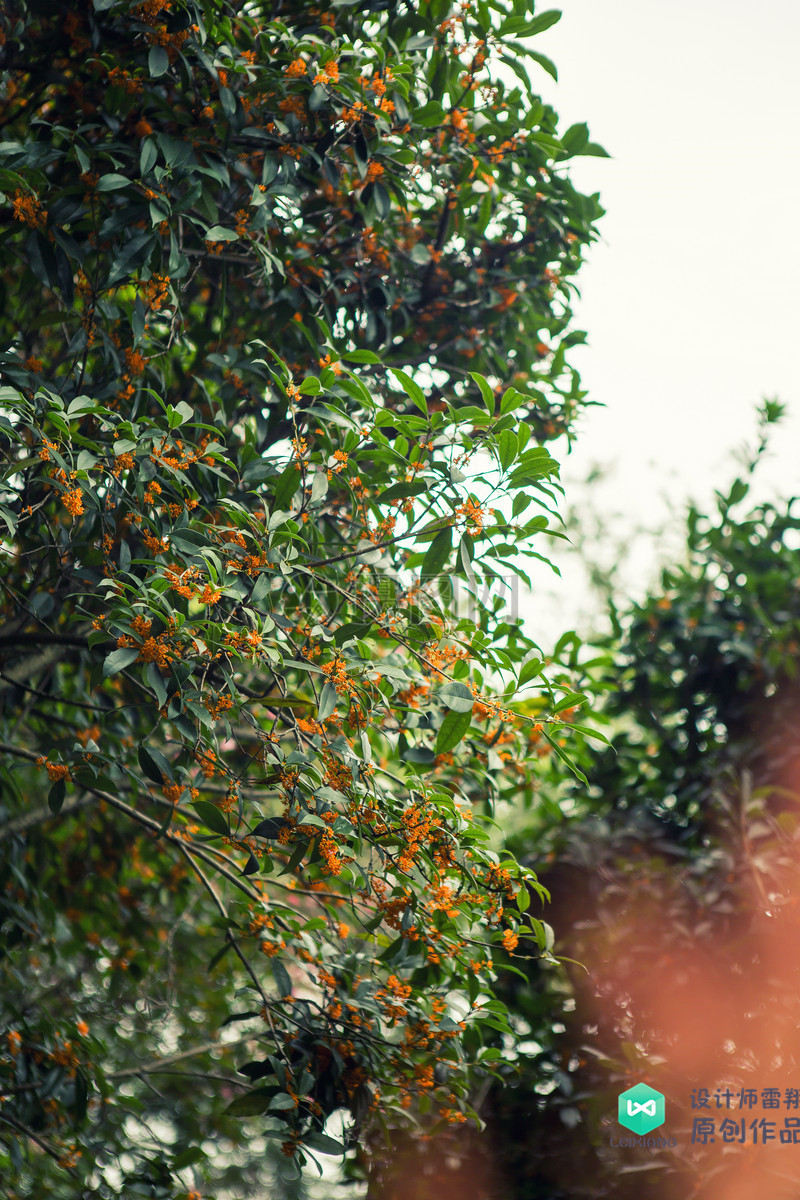 院子适合种的花和设计,庭院设计植物大全