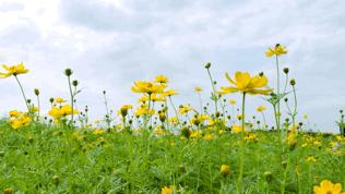 来成都打卡空港花田,成都双流空港花田打卡看飞机