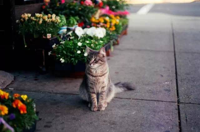 何其幸运开一家属于自己的花店,开了一家属于自己的花店