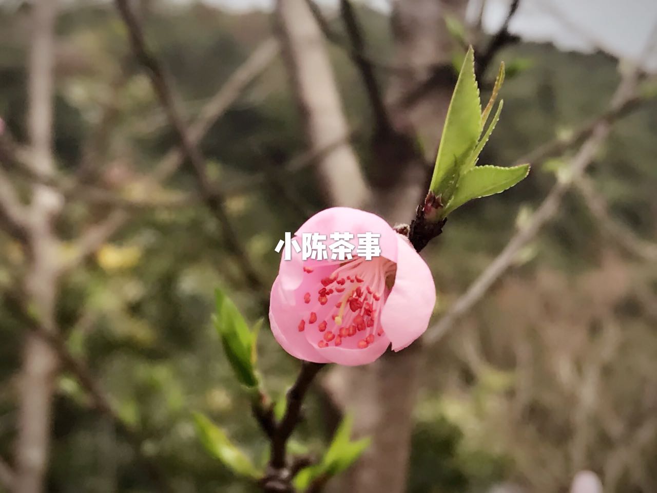 白毫银针和金骏眉是同一种茶底吗,绿茶龙井红茶金骏眉白茶白毫银针
