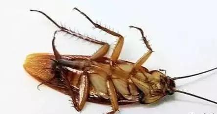 家里有蟑螂用什么杀虫剂最有效,消灭蟑螂的好办法在家里就能解决