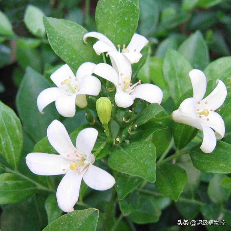 四季开花的香花植物,列举6种香花植物