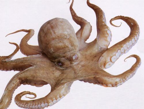 海鲜菜品图文,海鲜特点的菜品有哪些