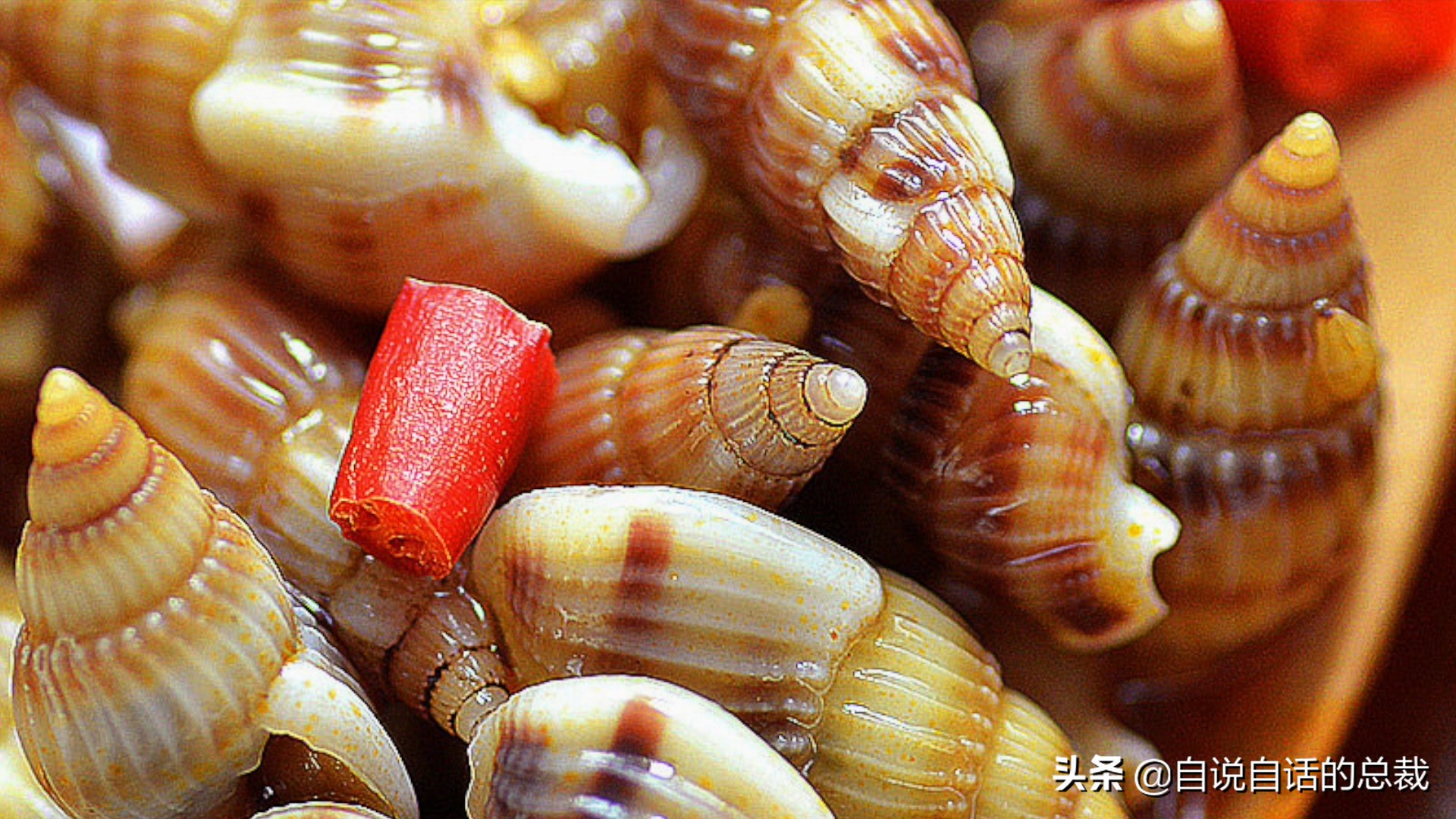 蚬蚌蛏的区别是什么,蚶子蛤蜊蚬子区别