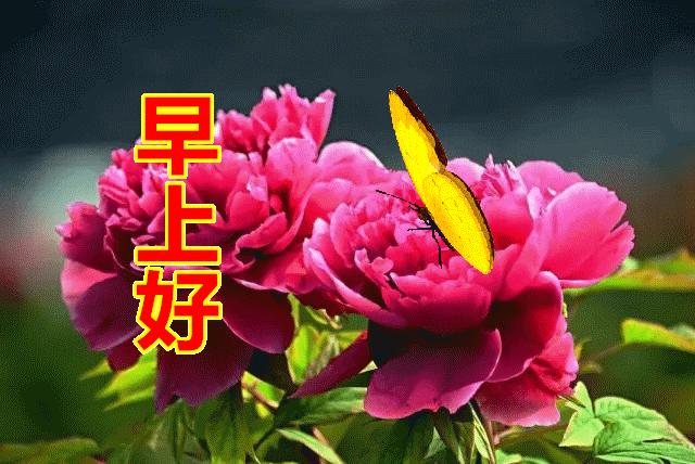 新版早上好问候语动态图片大全,清晨早上好最新问候语动态图片