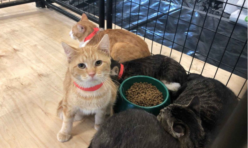 猫咪起名的三点技巧，主人正确取名更有利于爱猫与自己的情感交流