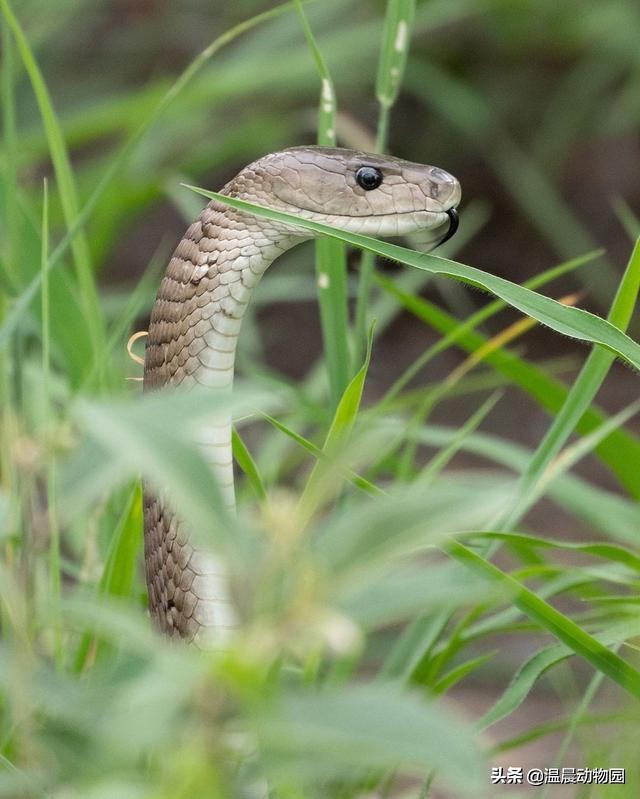 黑曼巴蛇的特征,黑曼巴蛇有多恐怖能秒杀非洲狮