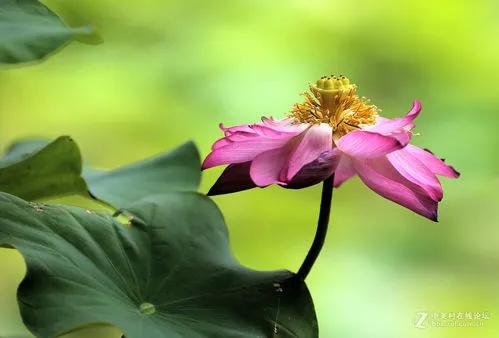 残荷虽败风骨犹存文案,残荷虽败能听雨