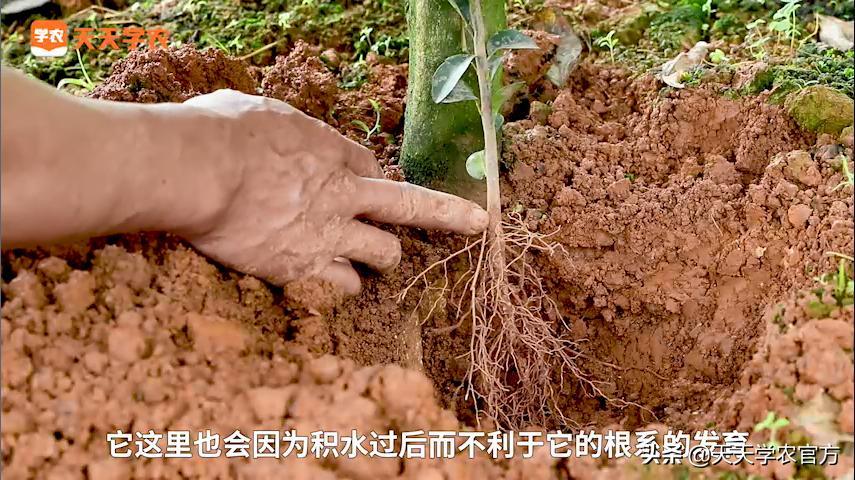 神奇“靠砧”术！轻松提升产量、降低成本！操作成功秘诀在这里