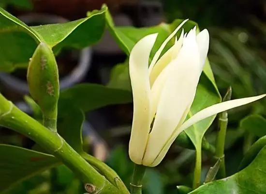 100种常见花卉资料大全,常见100种花卉介绍图片