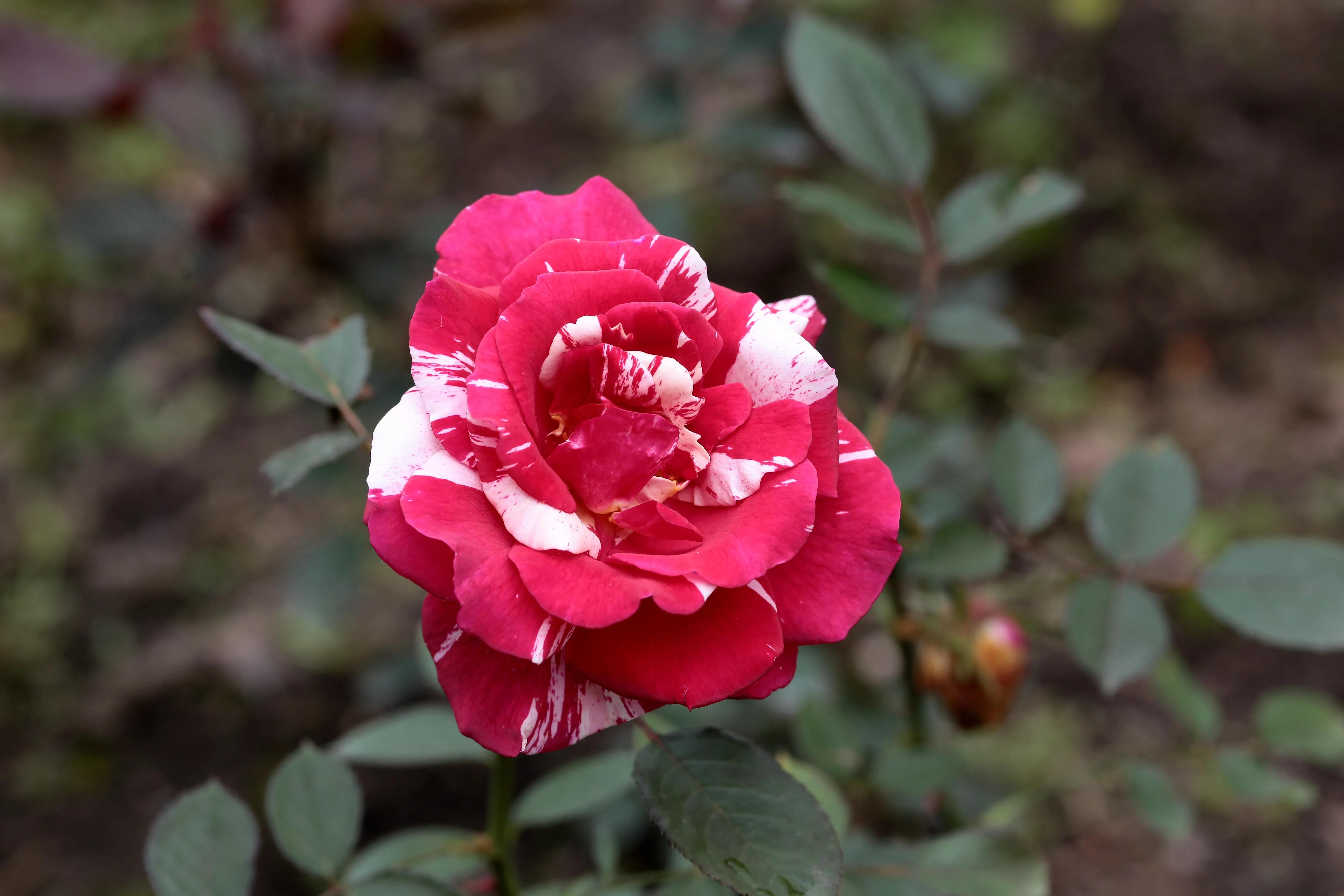 西溪湿地花朝节花草集（2）