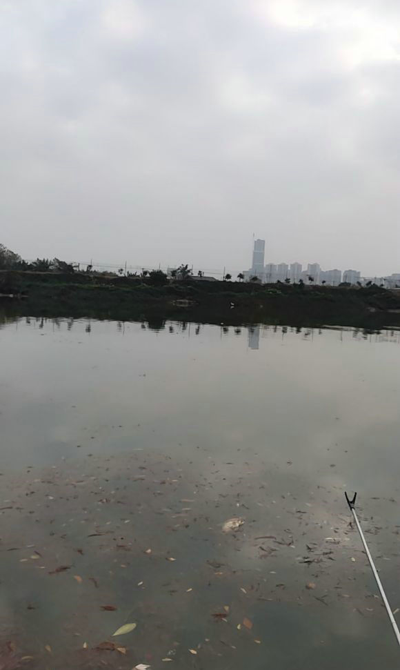 钓友钓到超大黄条鰤,顺德东平河钓白鲢