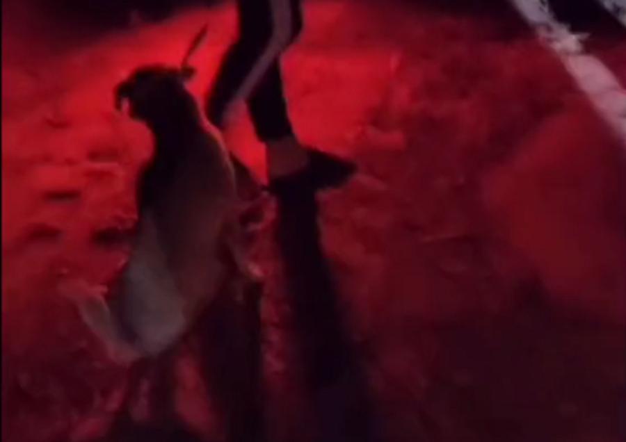 走失拉布拉多公狗湖南长沙,被遗弃的拉布拉多狗被人捡到了