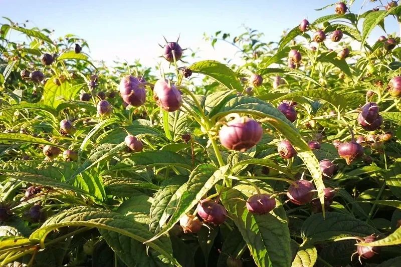 大理特点农业小镇,大理乡村发展现状和发展趋势