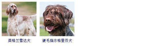 热门狗狗品种大全及图片,和拉布拉多相似的狗狗有哪些品种