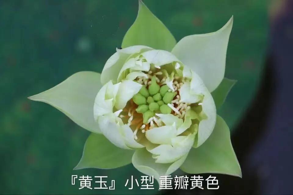 碗莲跟睡莲哪个适合鱼缸养鱼,睡莲和碗莲哪个适合在水缸养