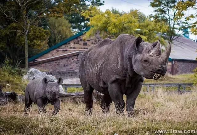 犀牛奇蹄目犀科动物,犀牛体格威猛是一种珍贵动物
