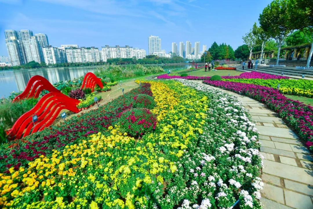 武汉第38届金秋菊展东湖展区,武汉第38届金秋菊展已开幕