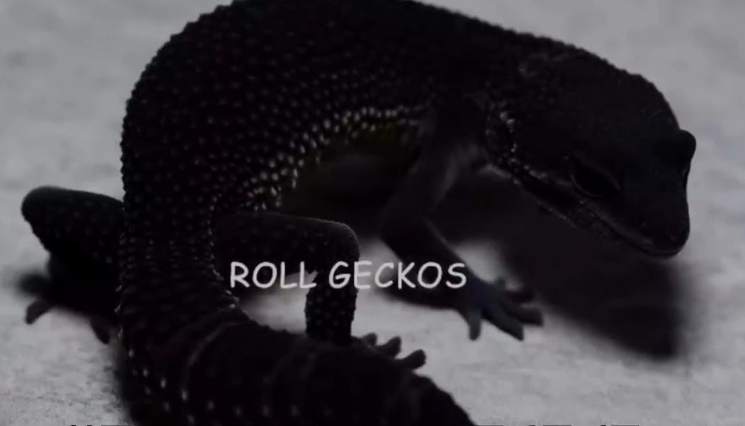 守宫纯黑图片,黑守宫为什么变白