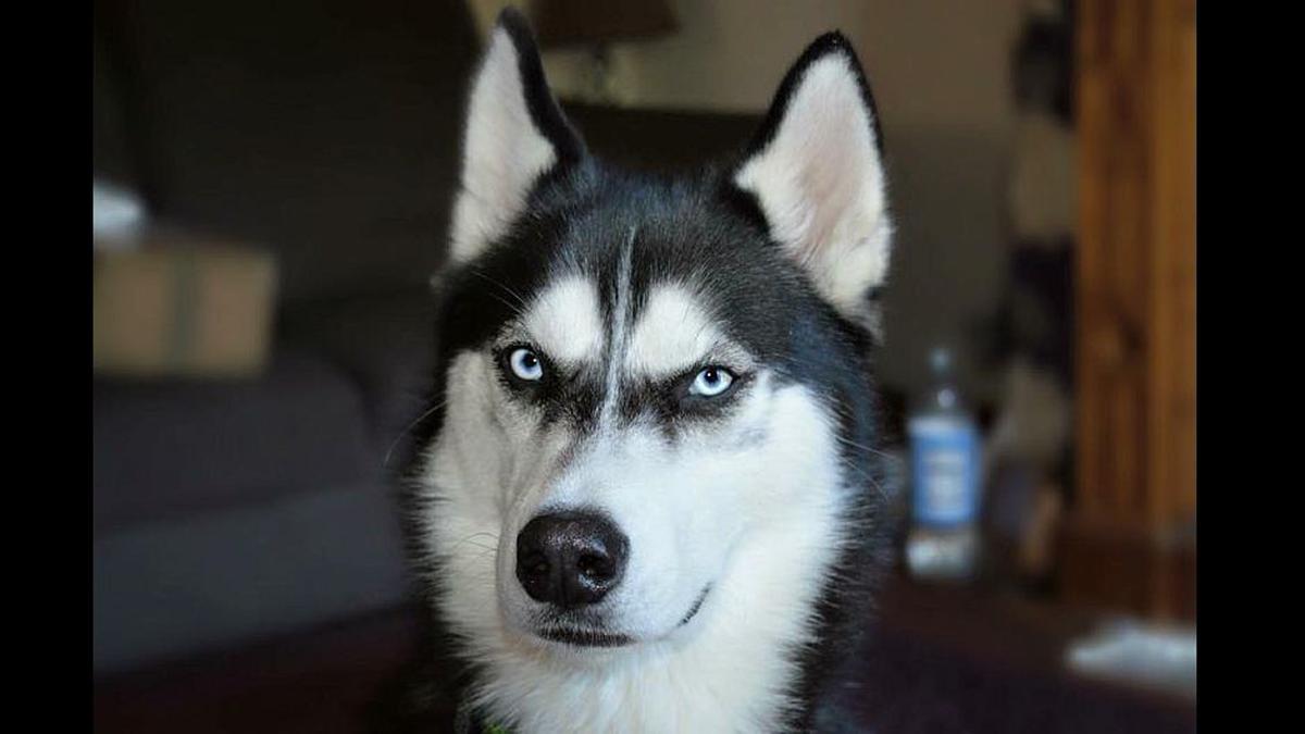 羊群里怎么训练一只领头羊,羊群的领头羊是怎样产生的