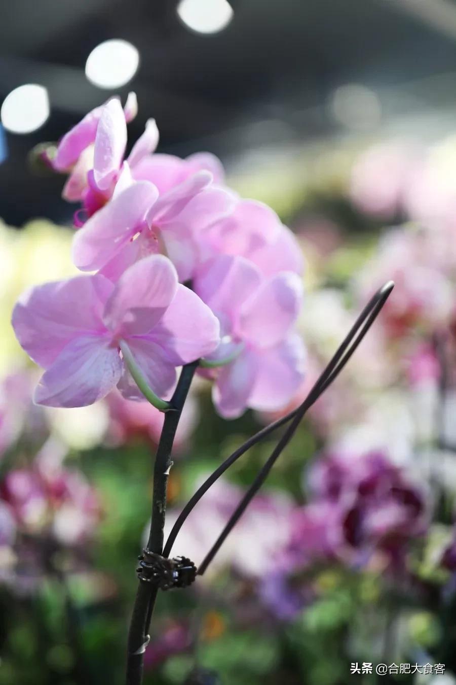 <html>
<head><title>502BadGateway</title></head>
<body>
<center><h1>502BadGateway</h1></center>
<hr><center>nginx</center>
</body>
</html>
<!--apaddingtodisableMSIEandChromefriendlyerrorpage-->
<!--apaddingtodisableMSIEandChromefriendlyerrorpage-->
<!--apaddingtodisableMSIEandChromefriendlyerrorpage-->
<!--apaddingtodisableMSIEandChromefriendlyerrorpage-->
<!--apaddingtodisableMSIEandChromefriendlyerrorpage-->
<!--apaddingtodisableMSIEandChromefriendlyerrorpage-->
