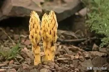 戈壁当中最常见的植物,在野外都能捡到的稀有植物