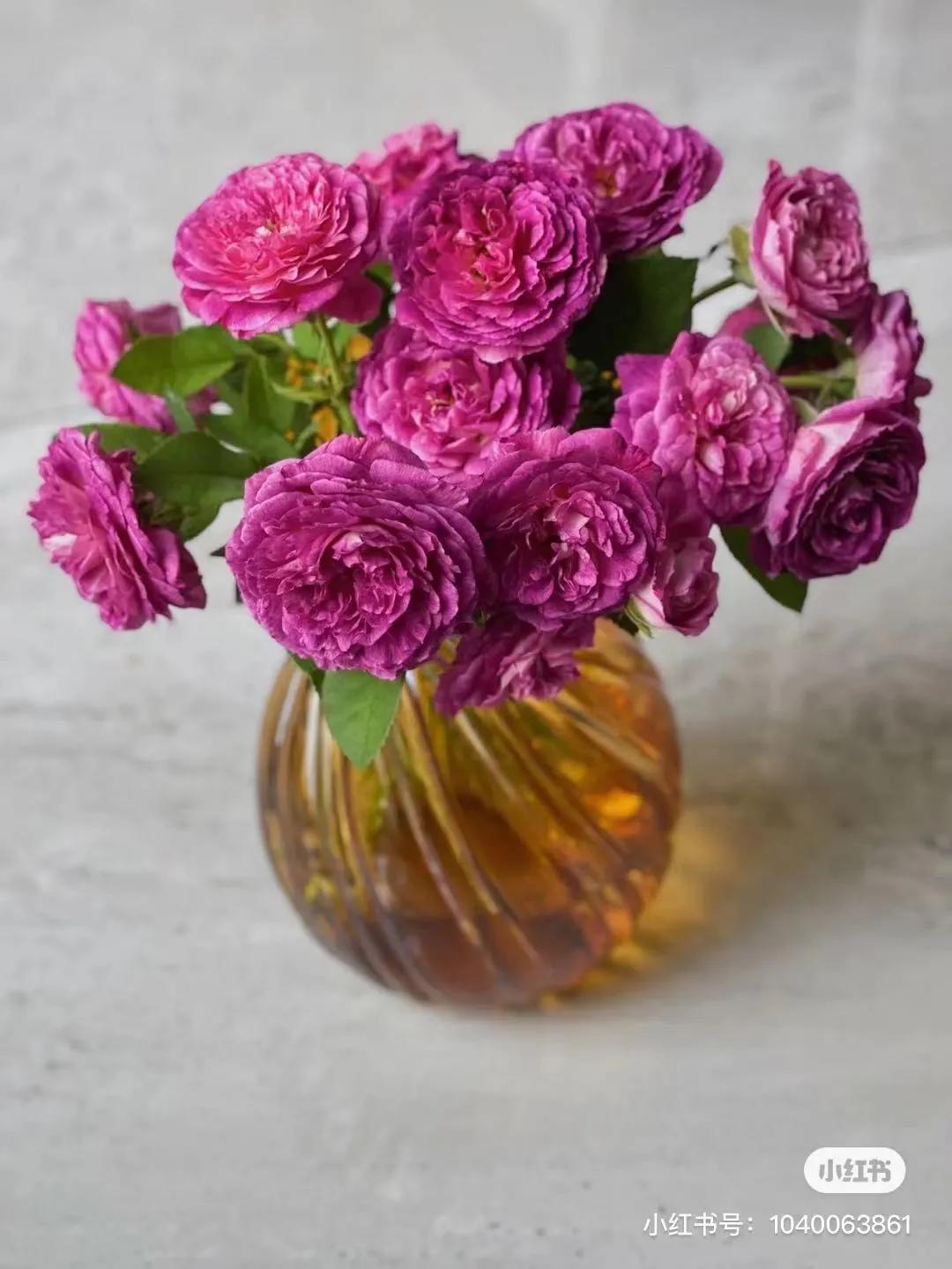 获得worldrose的12款月季品种,露台月季品种推荐