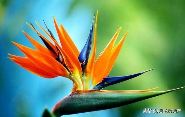 养好花六大关键十年养花经验总结,各种花卉养花技巧知识大全合集