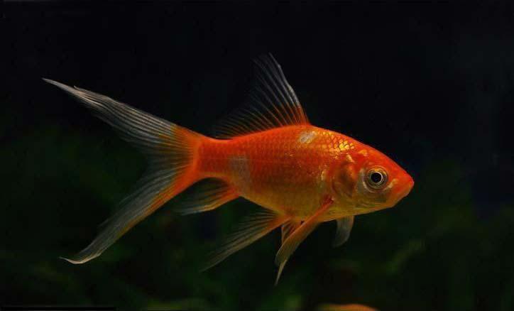 十大适合新手养的小型观赏鱼,新手养的白化观赏鱼怎么养