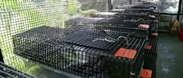 如何养好刚出壳的精品龟苗,新手养幼龟怎么养活得快