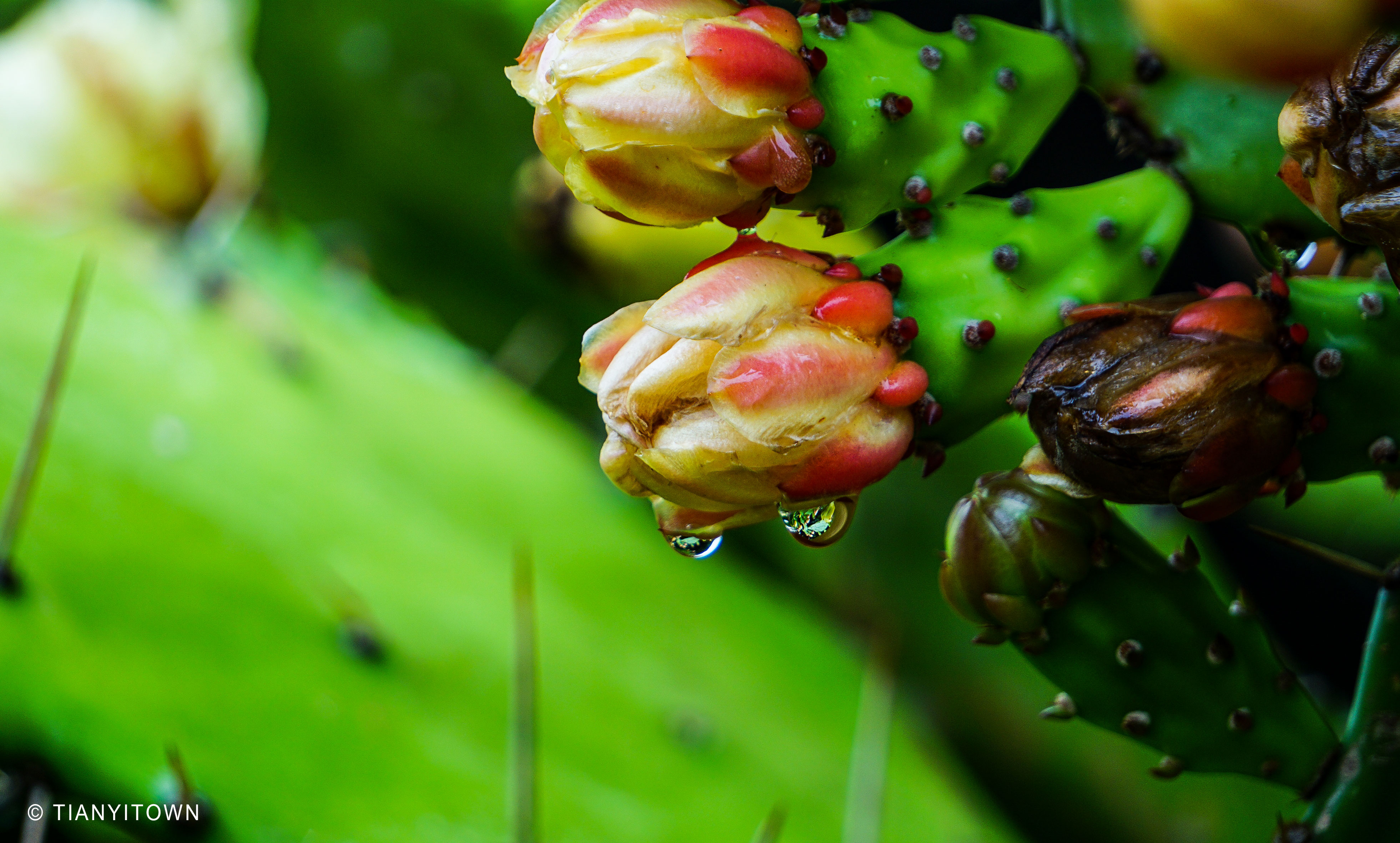芒种时节播种幸福,芒种一个收获的时节