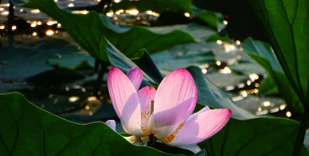 沈阳夏季赏荷旅游攻略,沈阳周边赏荷胜地