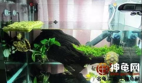 原生态龟缸种什么植物,龟缸造景原生态