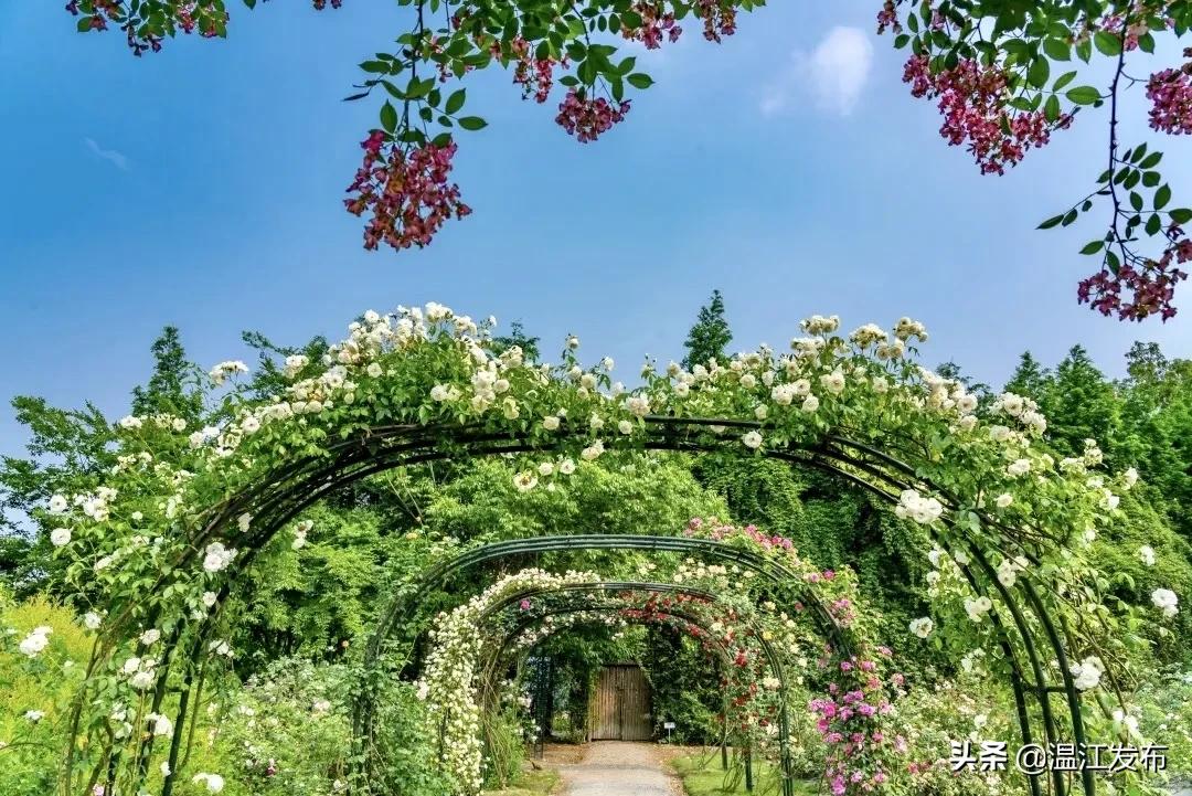 成都温江特点旅游,新旅游潮成都主题旅游目的地