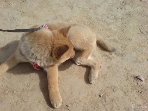 你家狗喜欢舔小鸡吗？可能是健康亮红灯了