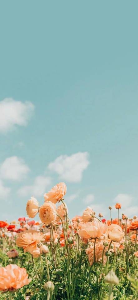 高质量vx朋友圈背景图片,vx聊天背景左绿右白