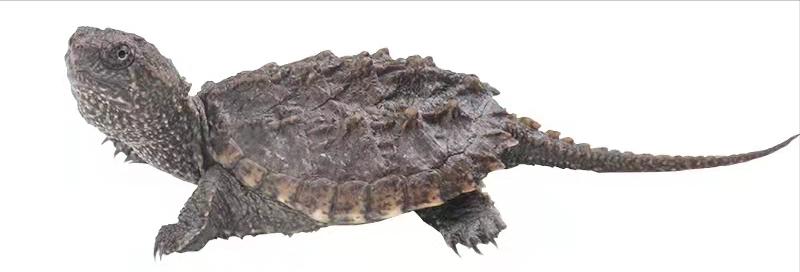 育龟龟粮系列怎么选,头盔龟和巨头龟怎么选