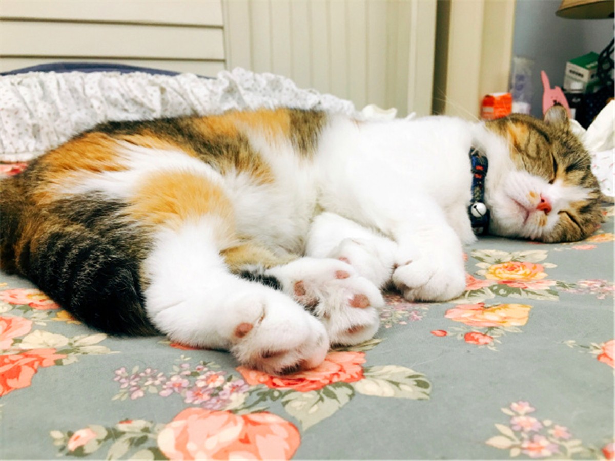 猫咪喂内驱药有什么危害吗,养猫知识猫咪驱虫注意事项