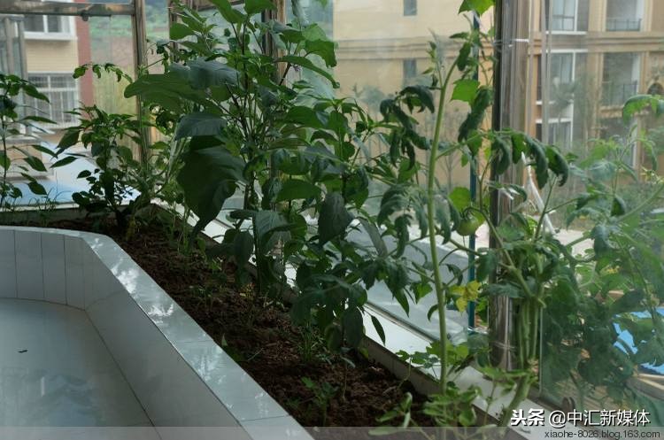 冬季阳台种菜种什么好,冬天阳台种菜小技巧有哪些