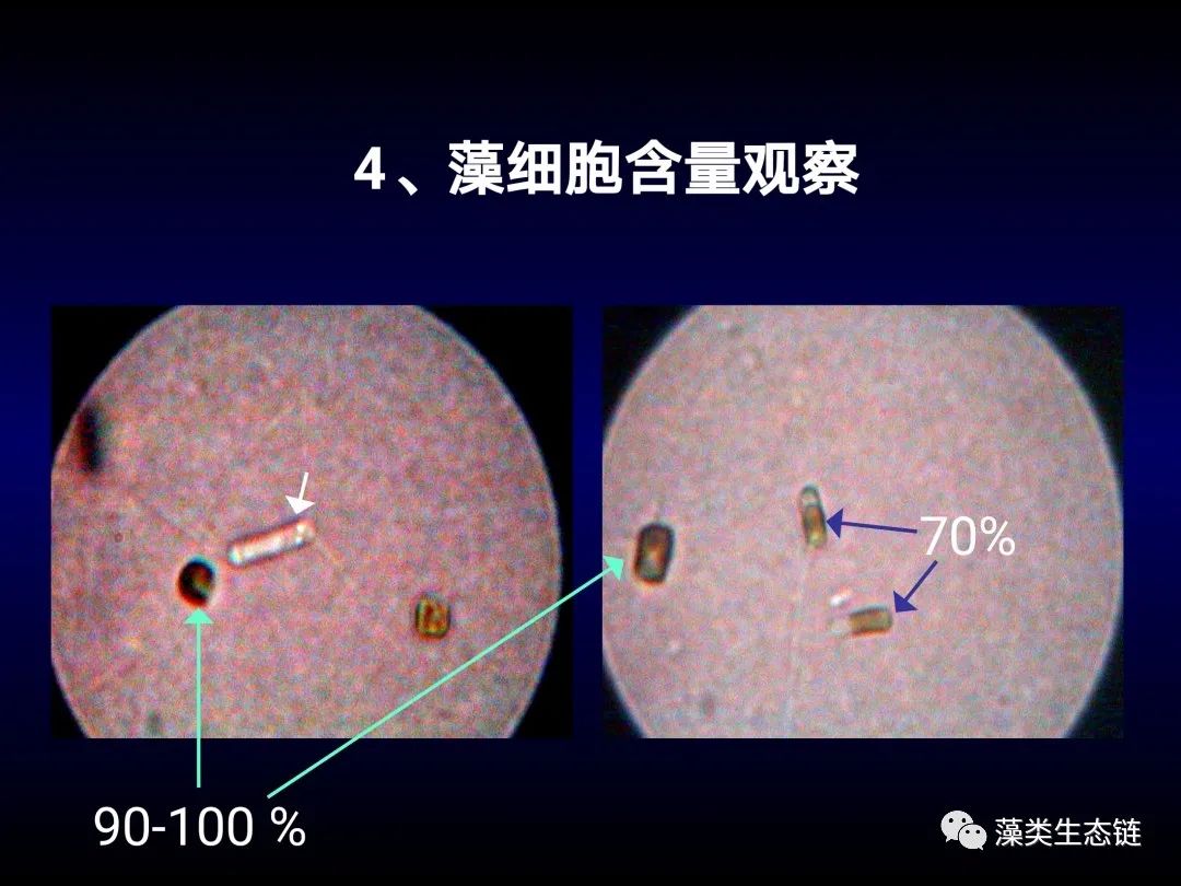 藻类培养课程视频教程,海南藻类生态链