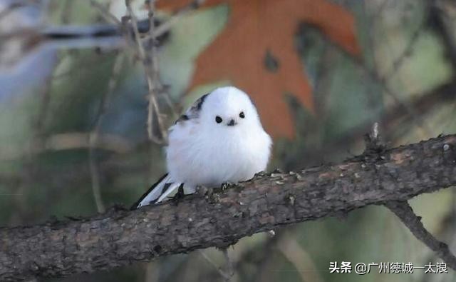 世界上十大很少见到的动物,世界上最受欢迎的动物排行榜