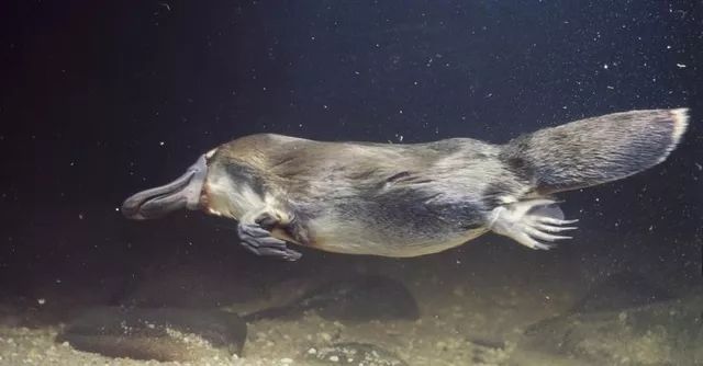 不忍直视世界罕见的十大变异动物,不忍直视世界罕见的十大动物
