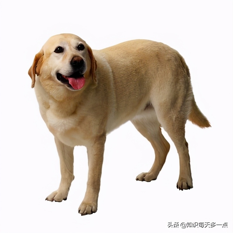 狗狂犬病发作的症状表现,狗狗麻痹型狂犬病症状有哪些