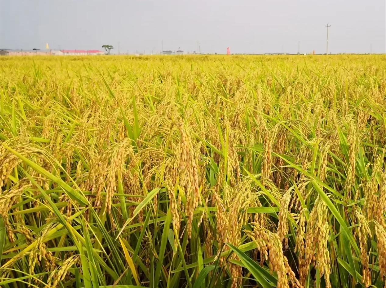 稻谷头条新闻,10月30日稻谷行情