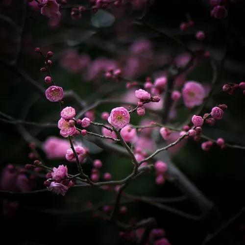 中国十大名花你认识几种呢,中国十大名花你喜欢哪种呢