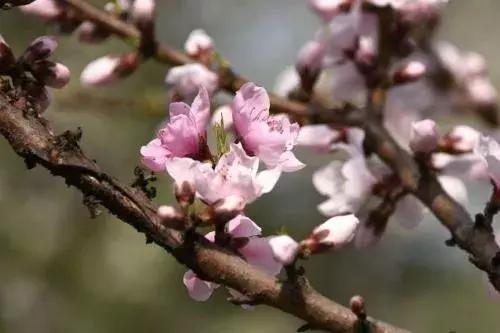 传统说法桃木剑辟邪有何渊源,桃木剑的驱邪用法