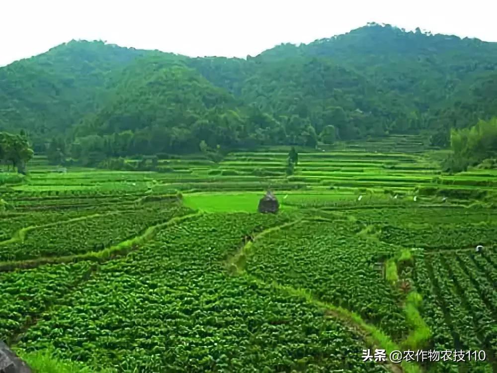 印度瓜种植技术视频,印度南瓜养殖技术