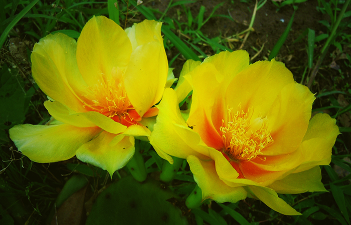 世界上最昂贵的花一朵价值1500万,世界上最贵最好看的花是什么花