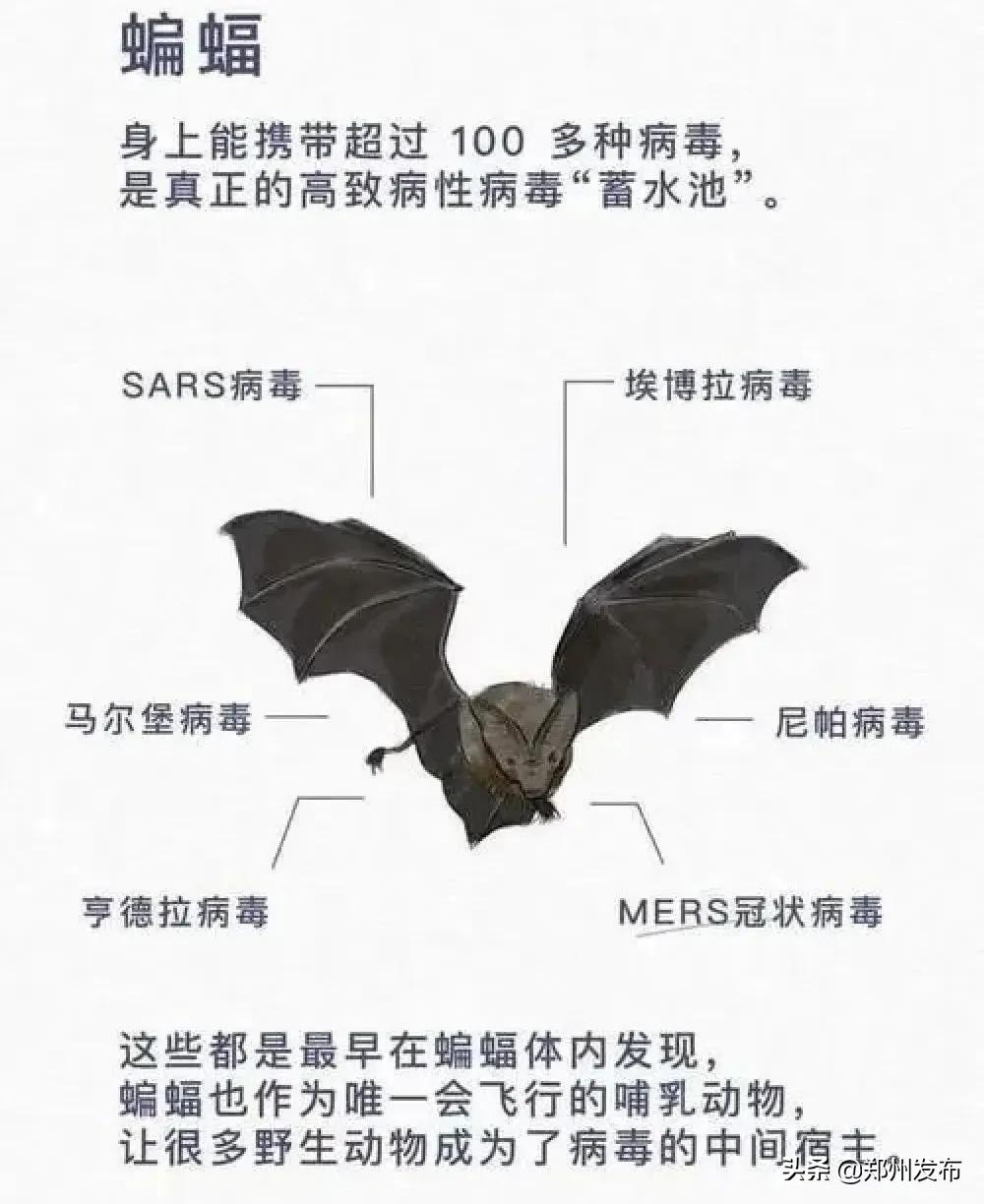 野味都有什么动物,哪些动物属于野味