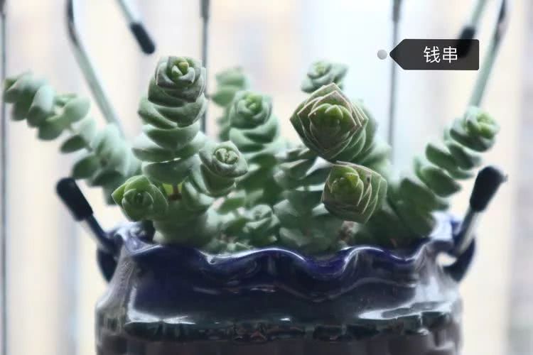 多肉名字怎么记,养多肉人的名字